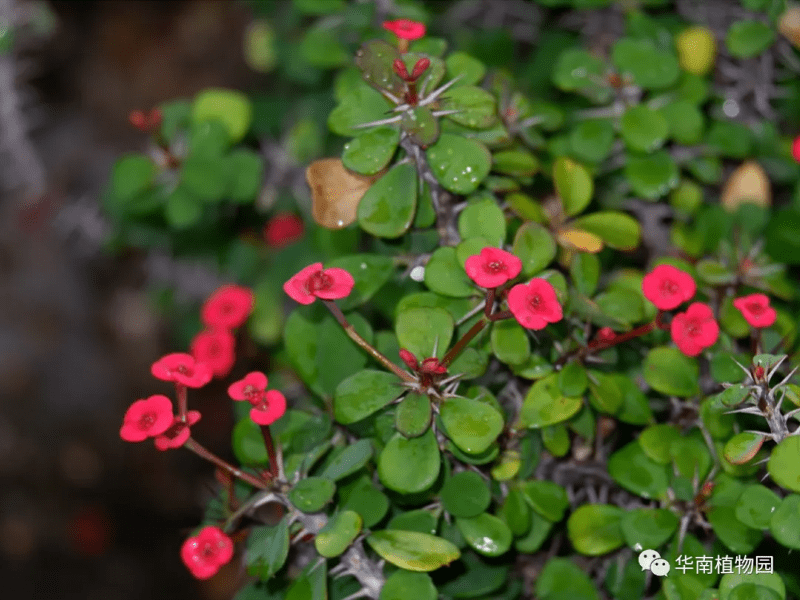 虎头|原来这么多“虎”藏在花花草草中！春节到华南植物园寻“虎”