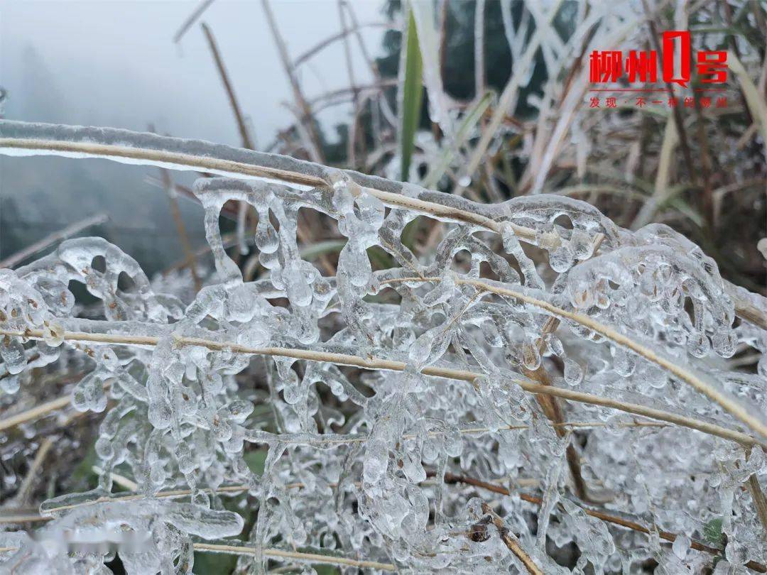 強冷空氣來襲柳州這些地方又現霧凇雨凇文末有酷趣福利五菱螺螄粉免費