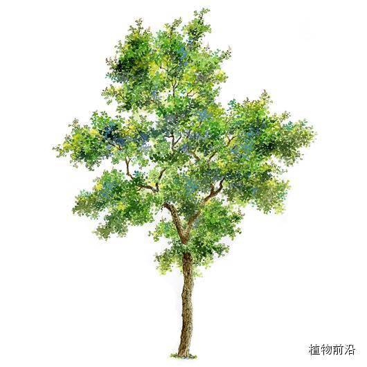 快来认树101种带名字的手绘植物立面图