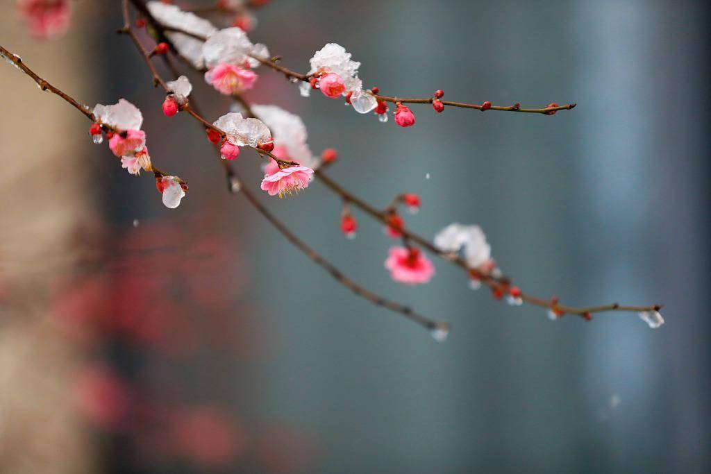 杭州,城市,杭州,城市|杭州迎来降雪 城市风光旖旎