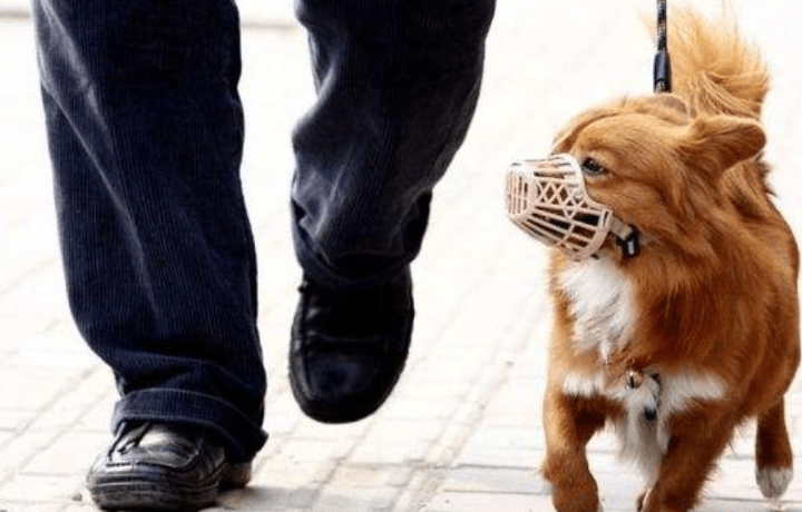 实行犬只强制免疫和登记制度……日前,河北省保定市养犬管理条例正式