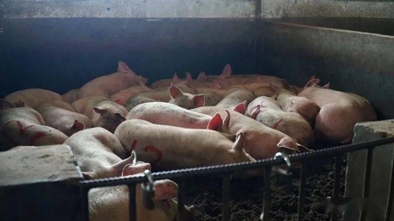 芷江穗丰农业生猪定点屠宰场保障新春餐桌美味和市场量丰价稳