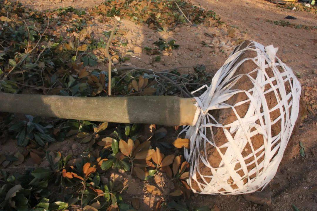 树木移植时土球包扎物到底该不该解