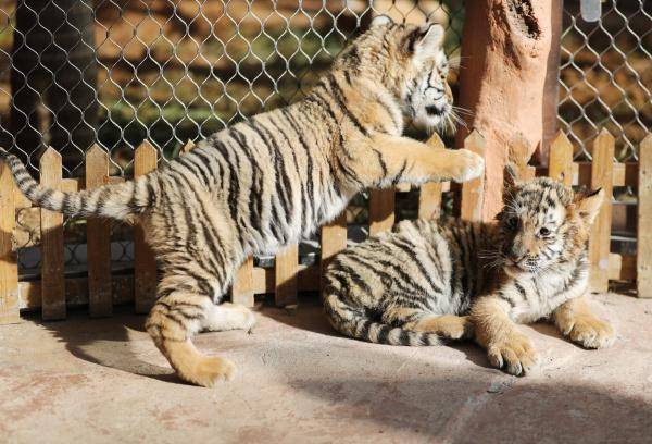 山东青岛东北虎双胞胎幼崽迎虎年