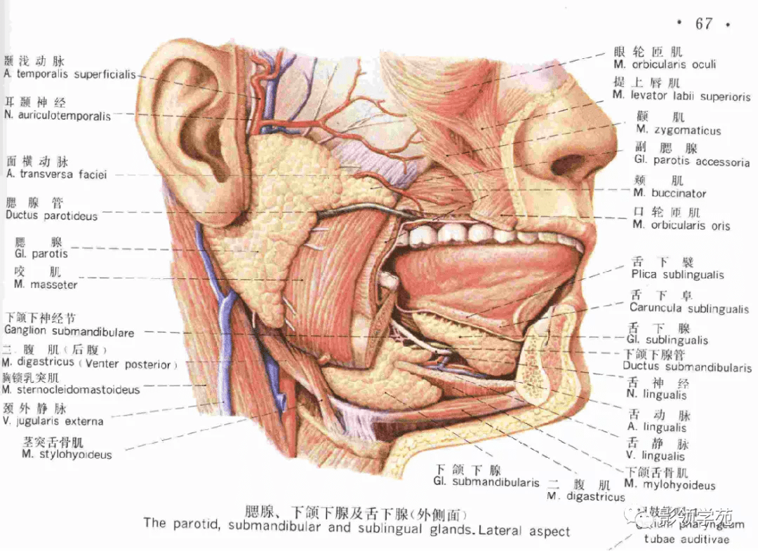 腮腺及面神经解剖