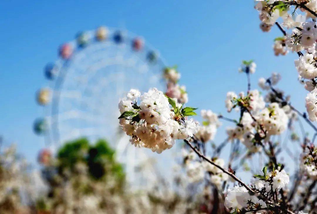 好消息龙华观澜湖第六届樱花节如约而来你打卡了吗
