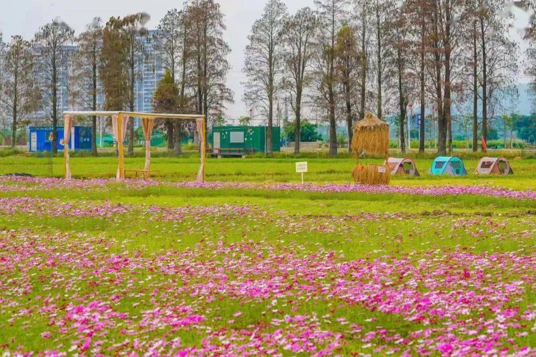 中山花海大爆发观赏指南在这了