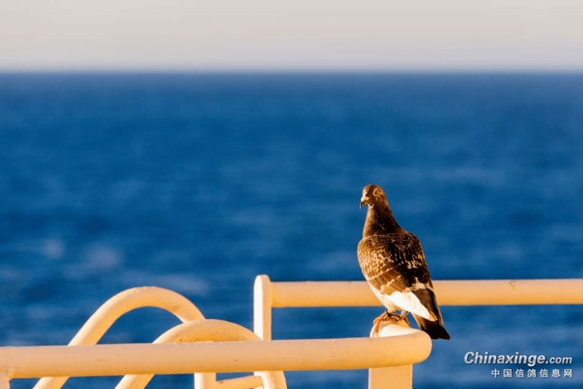 海翔的鸽子落在远洋货轮上,歇歇脚喘口气,该何去何从?