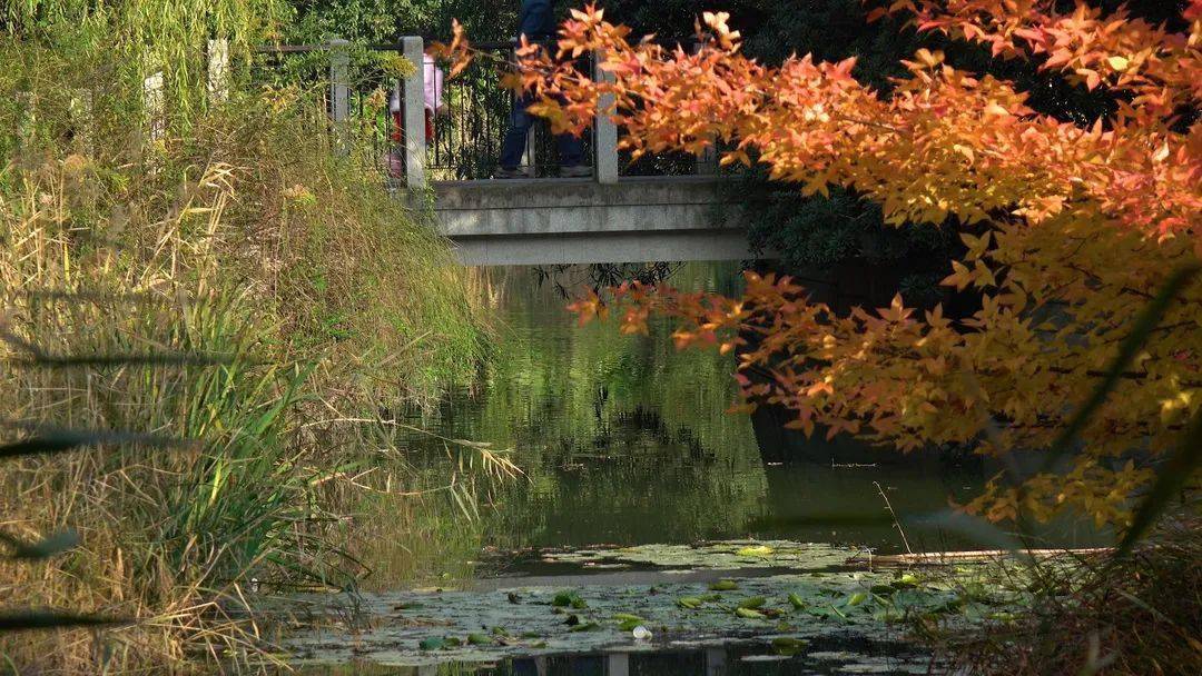 長在青浦鬧市裡的溼地公園等你來發現