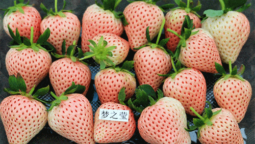 这11只品种的草莓,分别是:梦之莹,越心,淡雪,梦晶,隋珠,粉丽,建德红