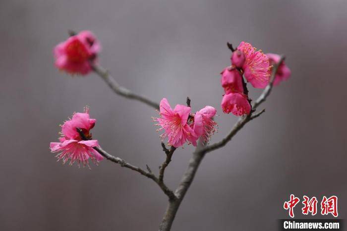 景区|南京明孝陵梅花山早梅绽放喜上“梅”梢