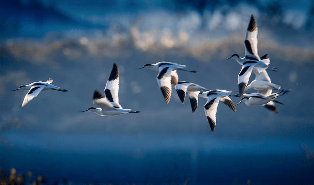有朋自远方来冬日湿地候鸟飞