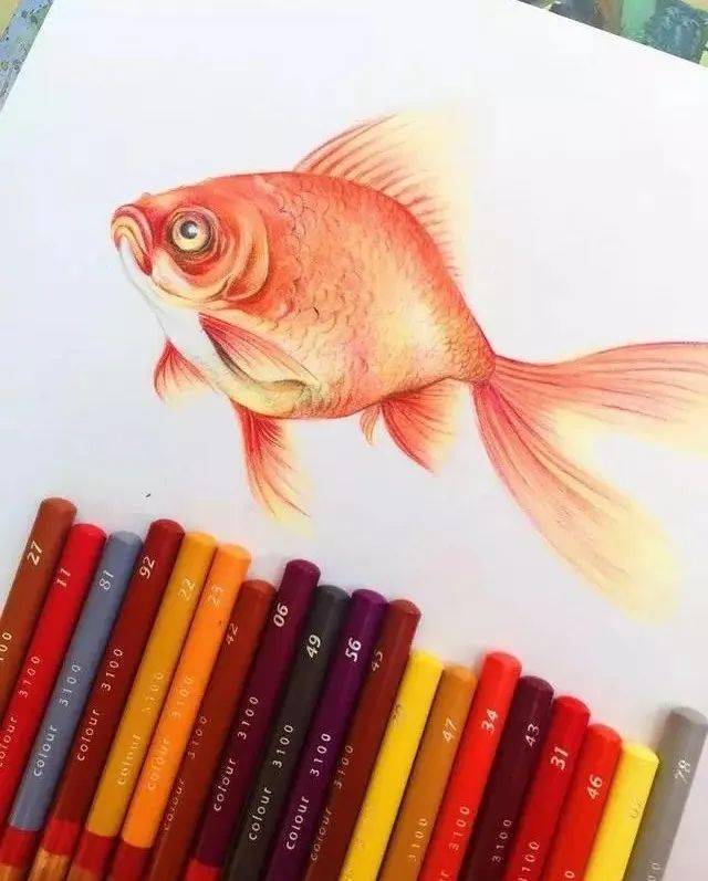 教你怎么画一条美丽的彩铅小金鱼