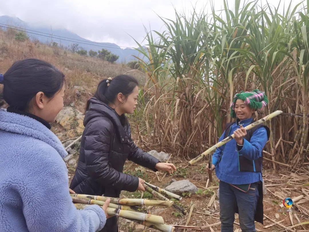 六枝牂牁镇兴隆村甘蔗热销_毛口_内容_公路