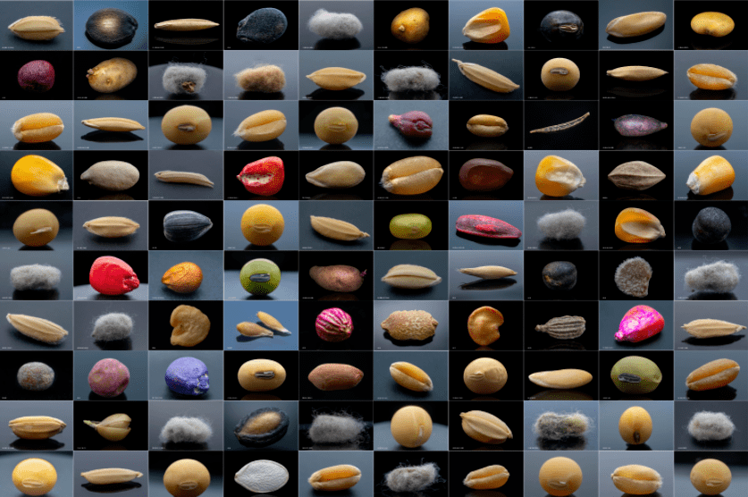 微距镜头下的种子有一种震撼人心的美感