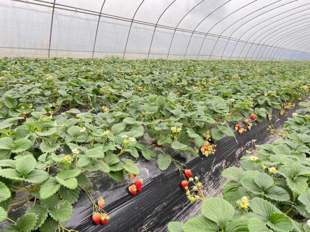 大棚里忙出幸福未来来自异乡的草莓种植户在什邡的春节