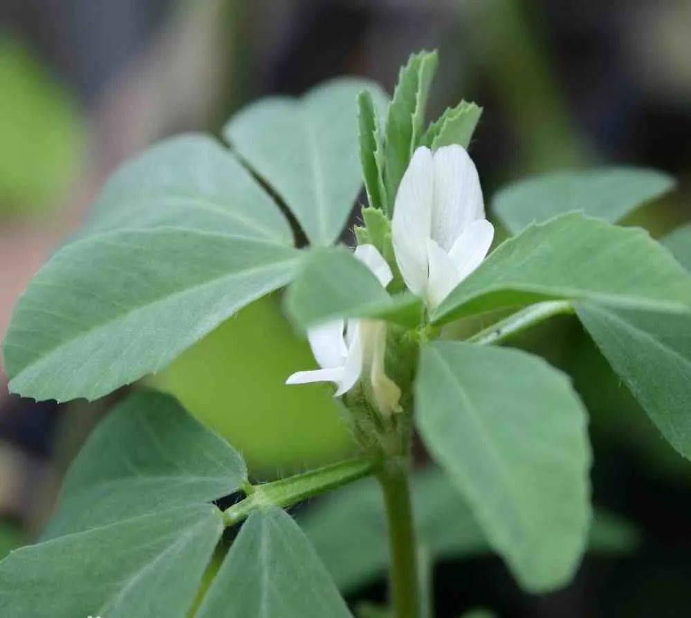 香气寻香 | 人间理想：把富贵穿在身上！