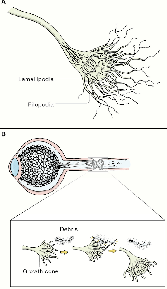 《细胞》综述：促进中枢神经系统再生，哪些策略有望挺进临床？_损伤_胶质_信号