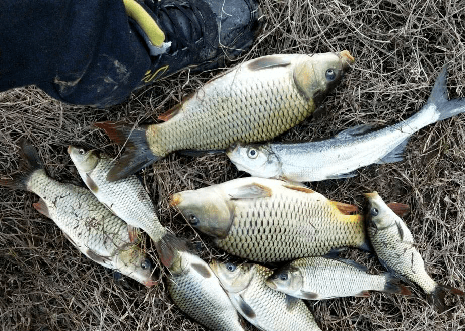 晚冬钓水库,做到这几点,天气虽冷,渔获却不会少_水面_水温_鱼群