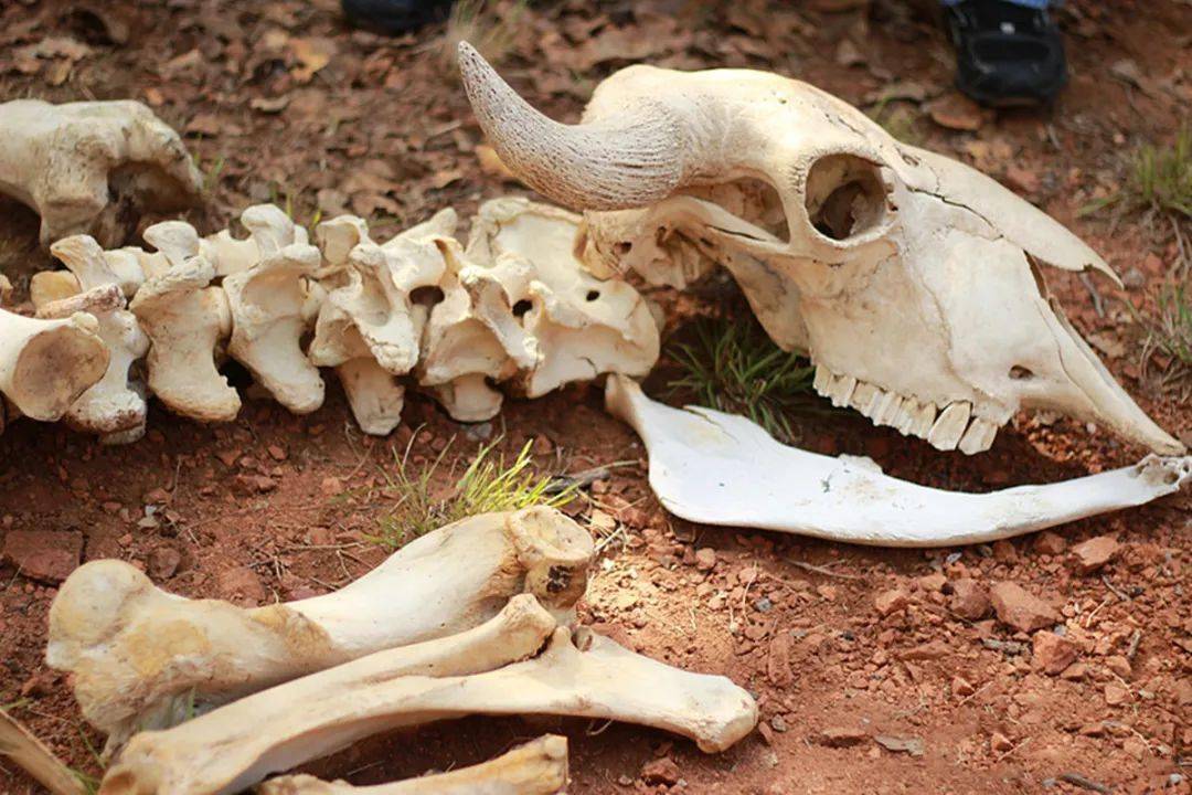 骆驼——沙漠之舟#骆驼属于偶蹄目胼足亚目的骆驼科骆驼属,在这个