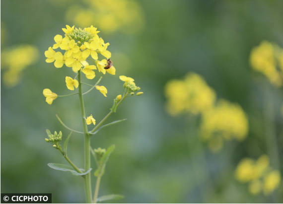 何红|湖南道县：乐享春节假日