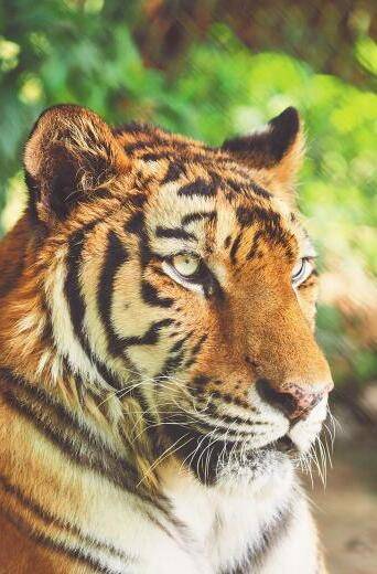 虎虎生风侃虎俗