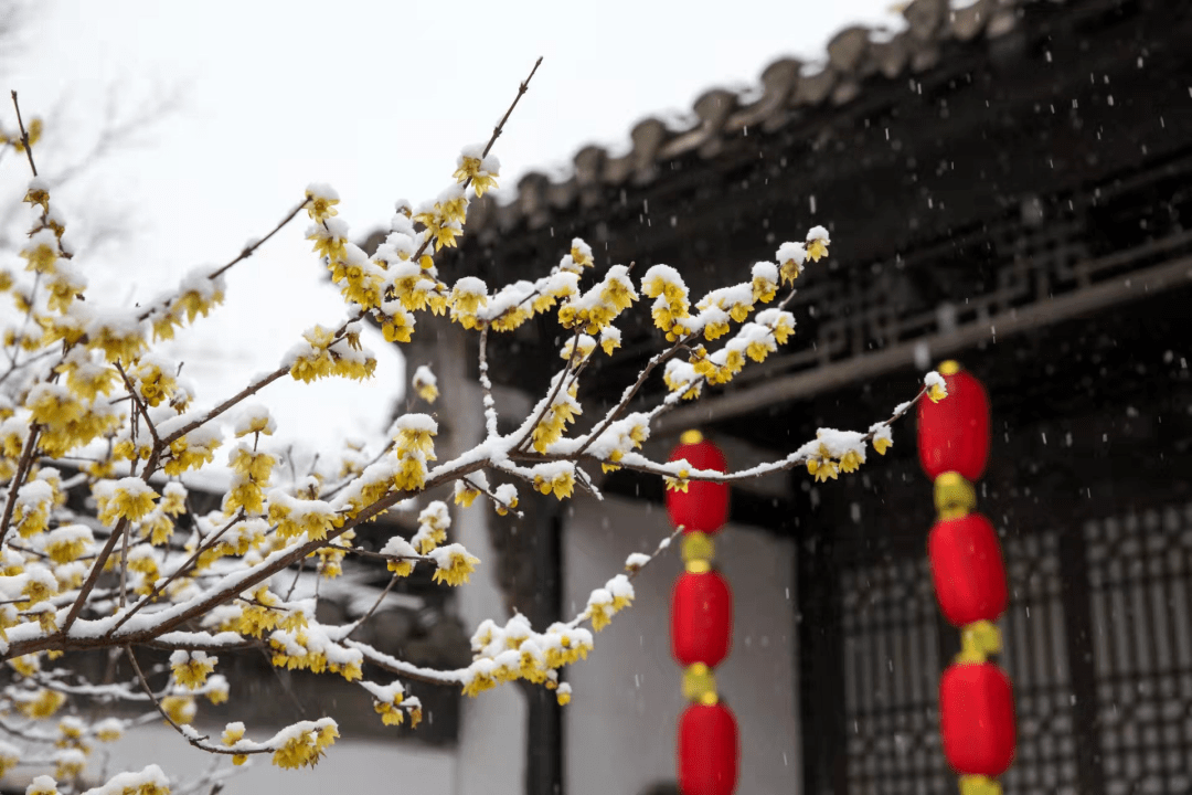 瑞雪迎虎年图片