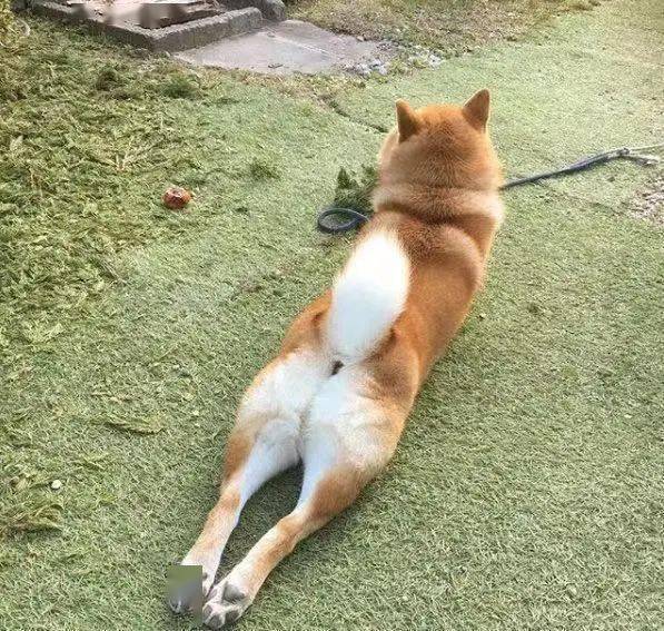 日本人拍了组熊猫屁屁写真网友这我能看一辈子