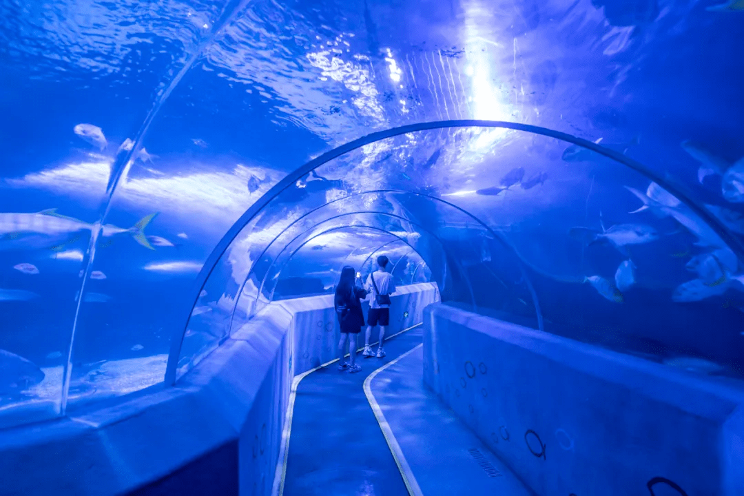 青岛海底隧道里也确实没有鱼趁此机会把另一个谣言也一起辟了每逢五月