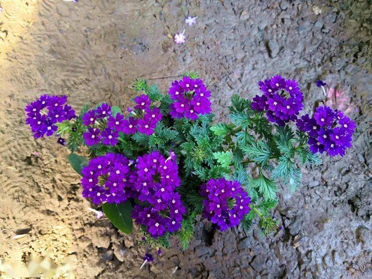 这6种漂亮优雅的紫色系小花 你见过几个 家里养一盆 太养眼了 绣球 银莲花 一定的