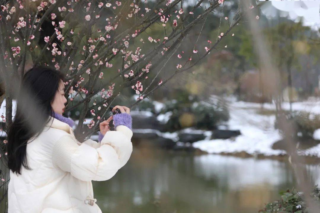 雪景中美女看梅花图片图片