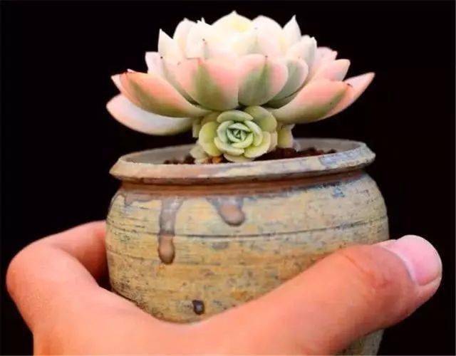 多肉怎么控养在拇指盆里 2e6f80f18232408f841e4e3c697136c7.jpeg