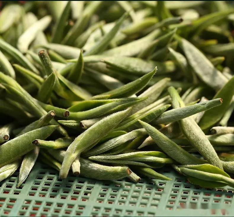 古树银芽龙龙生前喜欢的茶