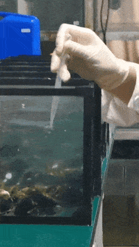 他们寒假留校喂饱超千条实验鱼：有我一口吃的就有鱼一口吃的