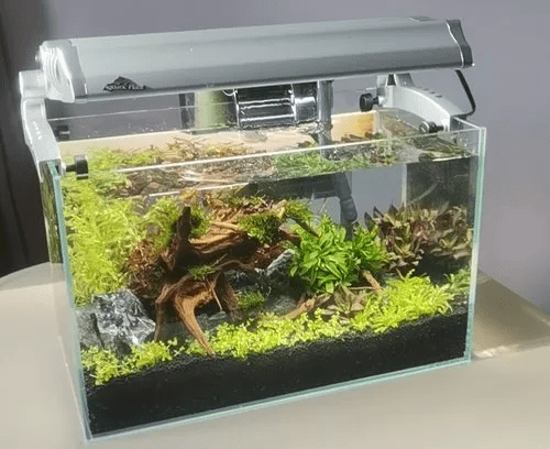 冷水观赏鱼排行榜_“冷水”养出“绿产业”——生态健康养殖推动我省冷水鱼产业高质量...