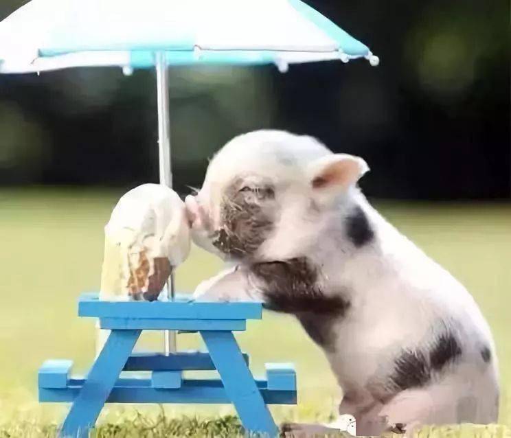 适合家里养的小型动物 b51fe8c54a3d4712a2f8d1ad55515ce8.jpeg