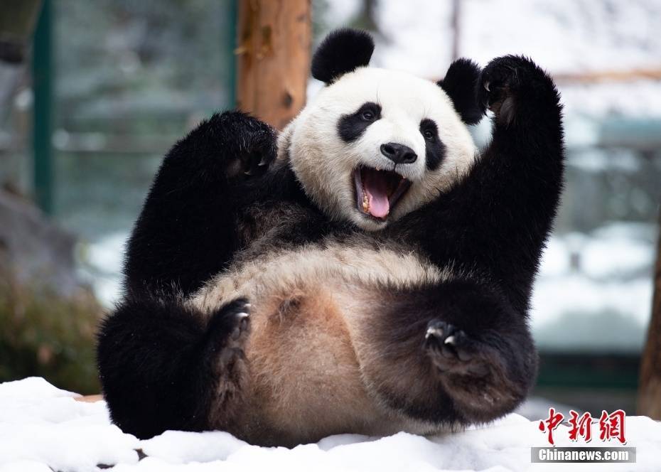 大熊猫雪中嬉戏乐开怀