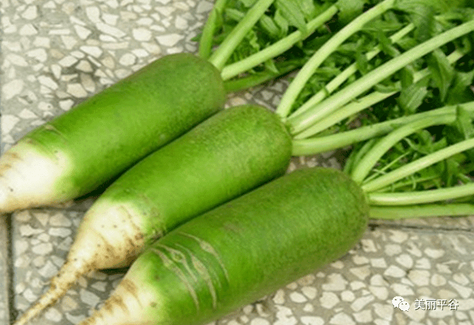 什么时候种水果萝卜 db932dd0cc654088879b585eb0788c7f.png