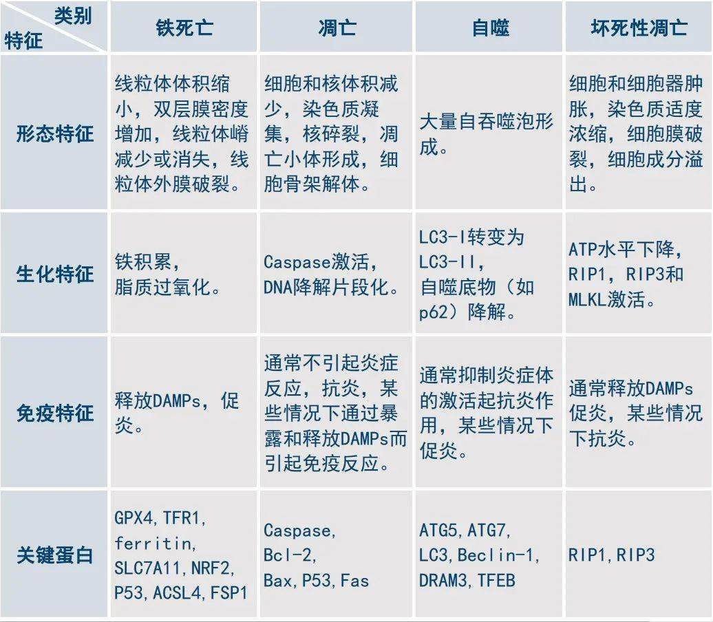 從基本特徵到檢測手段一文帶你拿捏鐵死亡