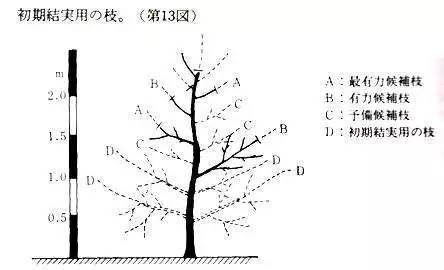 管理日本高品質的蘋果樹形開心形的特點與整形方法