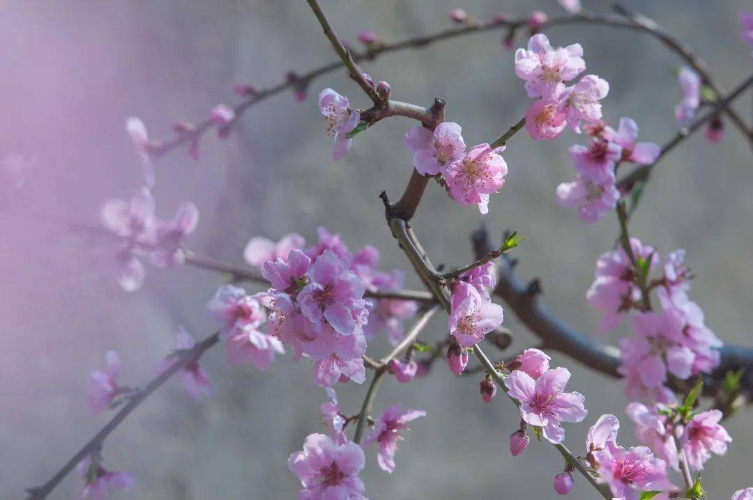 武清桃花開啦賞花去