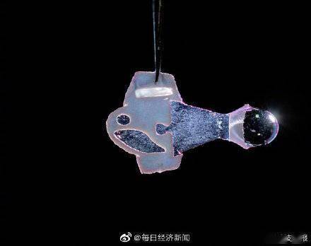 细胞|人类细胞制成的人造鱼问世