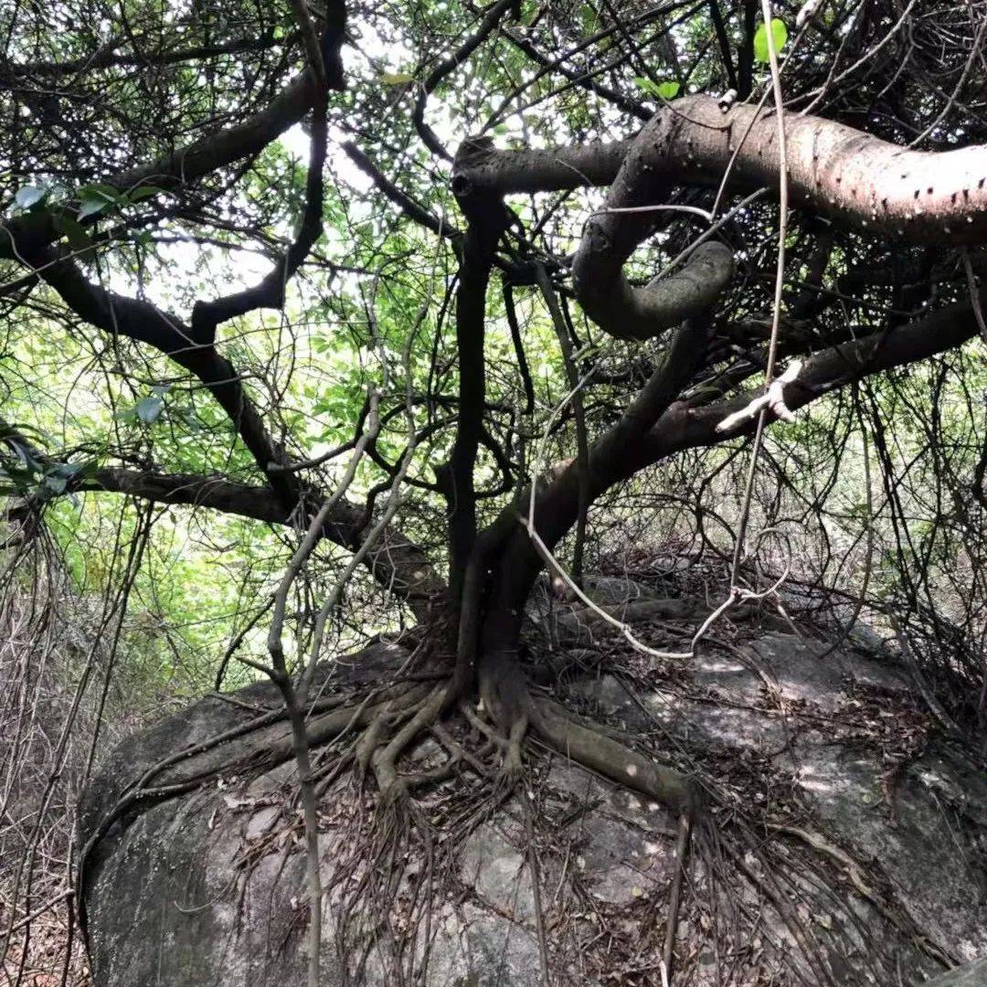 【探秘】花都惊现“抱石树”？！_鹩哥_留言_朋友