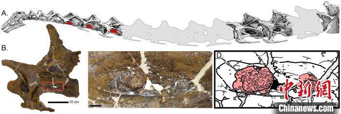 骨骼|恐龙也“感冒”？国际最新研究发现恐龙呼吸道感染化石证据