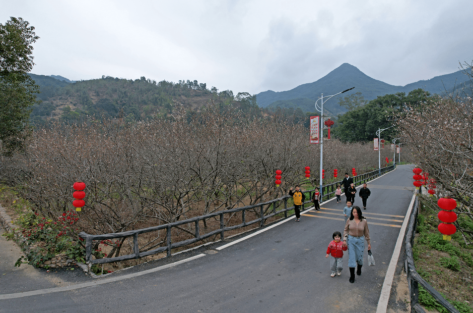 冬日,走进揭西县坪上镇潭角村,雪白的梅花挂满老树枝头,扑鼻而来的