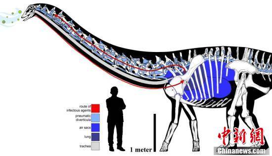 化石|国际最新研究发现恐龙呼吸道感染化石证据