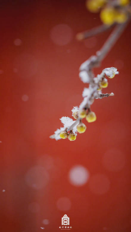 琉璃|琉璃世界，白雪红墙，在广袤天地间，与冰雪共舞