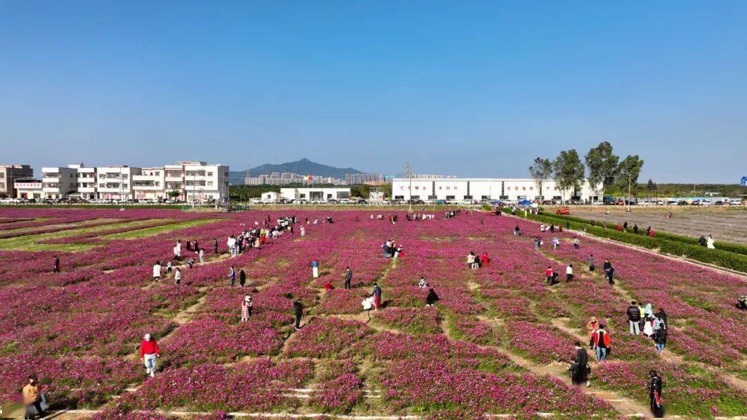 珠海格桑花海图片