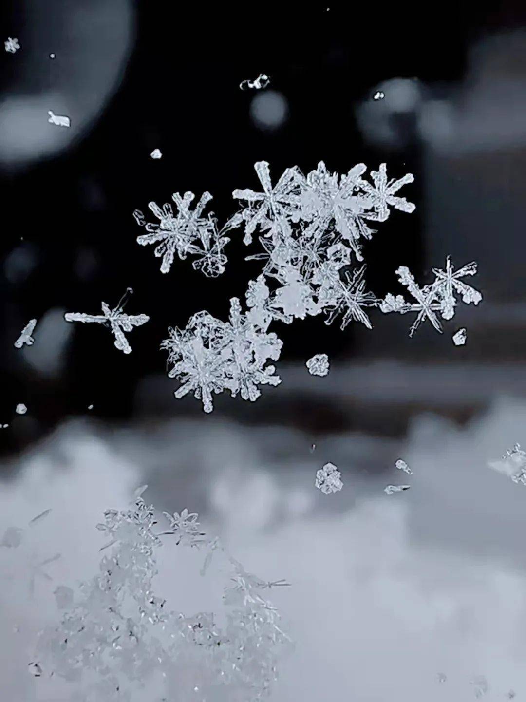 津城即景|雪绒绒冰墩墩 拍张雪花都是爱的形状