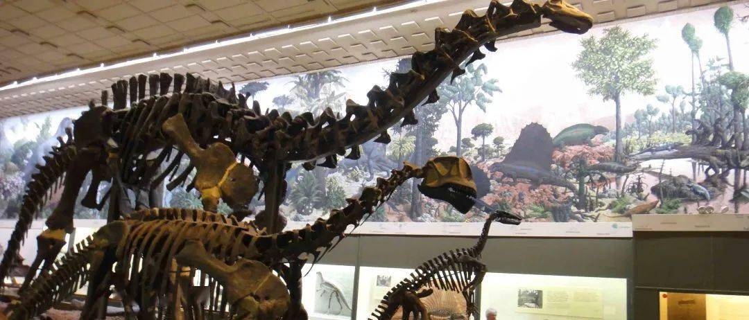 是美国第二大恐龙遗骸资源库,并且保存着世界上最大的,完整的雷龙骨架